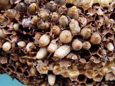 乡滋乡味香辣猪蹄,纯天然野生蜂蛹美食