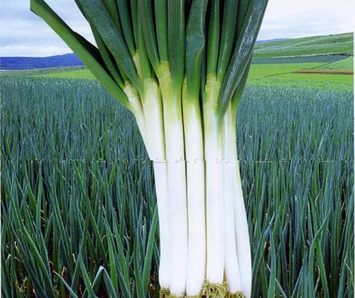 一百只羊死翘翘种棵葱你都能捅个天大漏子