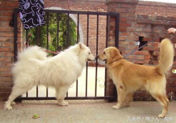 遛狗被别的狗给咬了,遛狗时狗狗被蚂蚁咬了