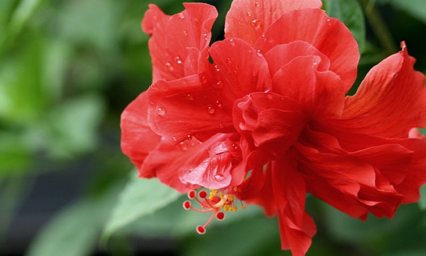 我国的国花是什么花正确答案,我国的国花是什么花