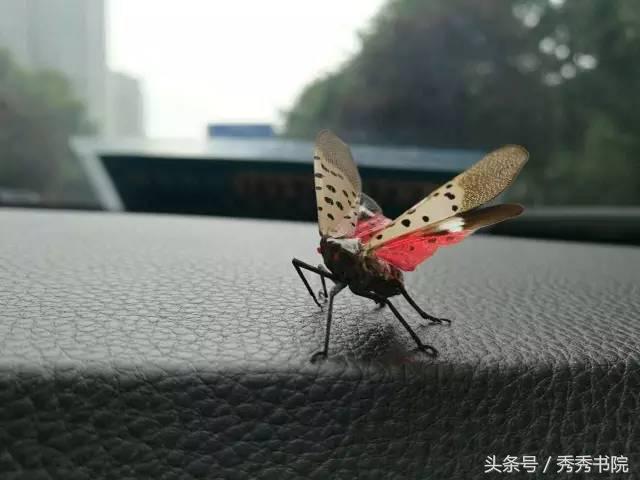 新婚燕尔其实是一曲爱情的悲歌,新婚燕尔出自哪首歌