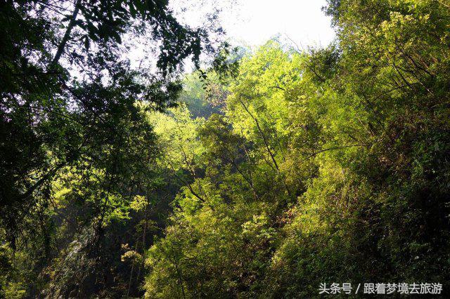 重庆最美黑山谷景区,重庆万盛黑山谷旅游如何