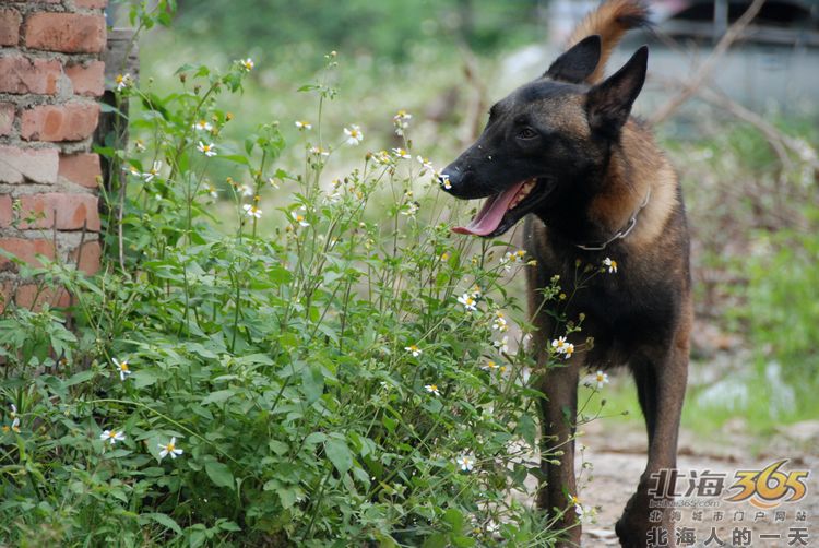 陈荣华北海,北海人的一天