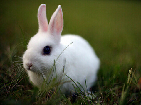 刚出生的兔子怎么喂养,新出生的兔子如何喂养