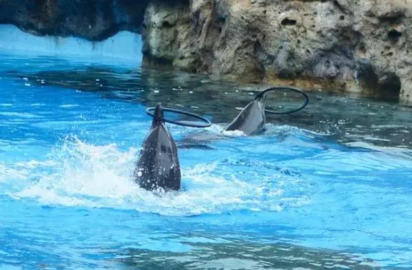 珠海长隆横琴酒店到海洋王国,珠海横琴长隆海洋王国门票价格