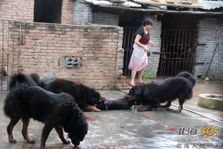 陈荣华北海,北海人的一天