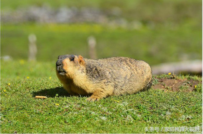 孩子情绪表达夸张,孩子的情绪如何描述