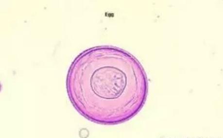 法斗寄生虫有哪些,法斗小肠寄生虫感染
