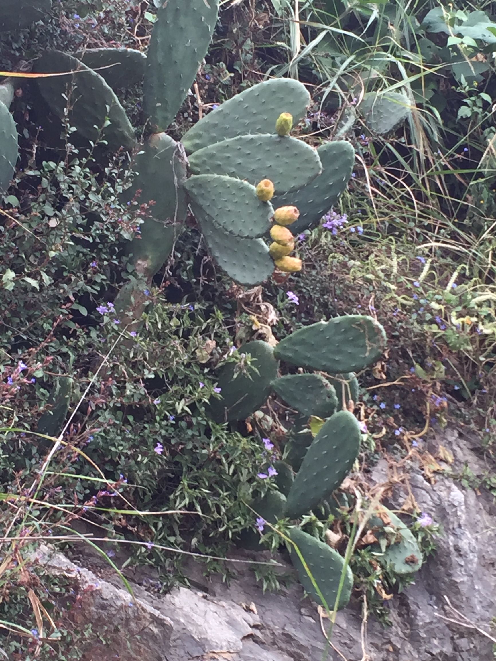 这个国庆长假，难忘大理洱海小岛上那个农家小倌的炖鸡汤