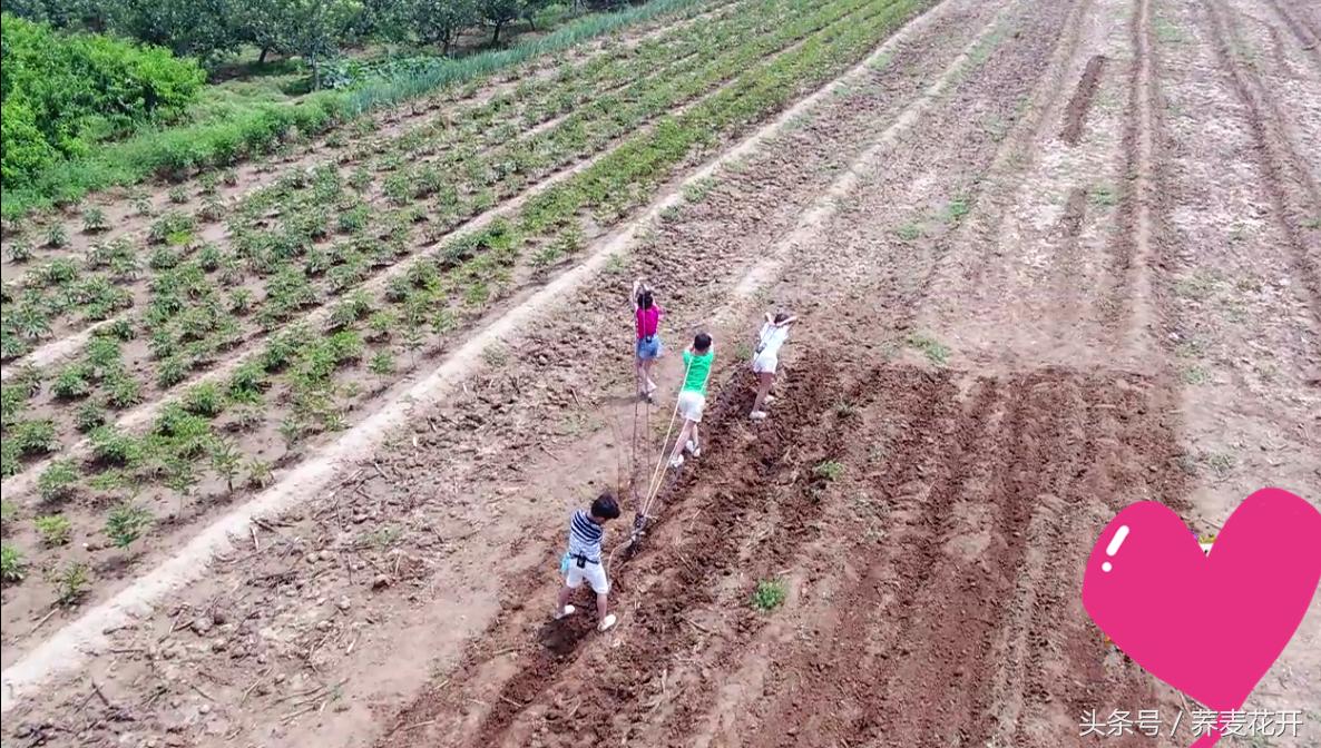 红豆的毒性有多大,红豆毒性是什么
