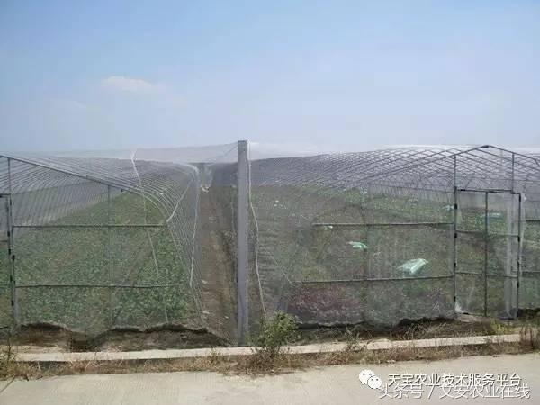 种植大棚防虫网选择,防虫网的选择方法