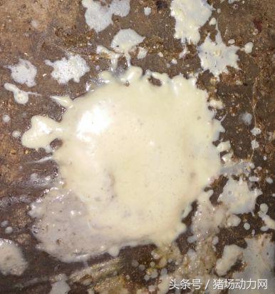 母猪长脓包怎么治,母猪出生后有黄脓怎么治