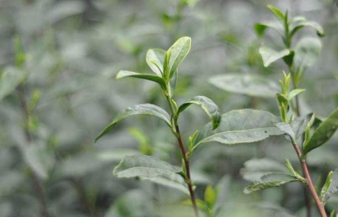 哪些农作物可赚钱,有哪些种植业赚钱的