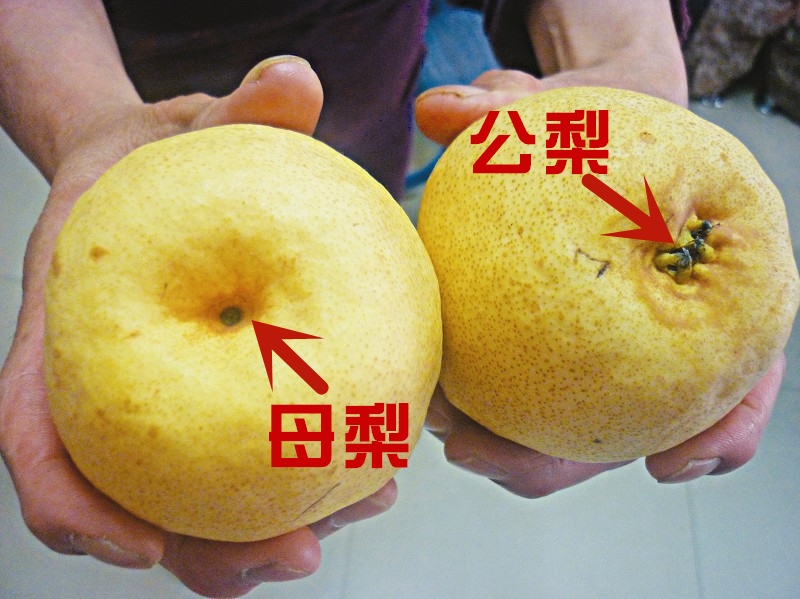 母梨和公梨怎么分,母梨和公梨哪个甜