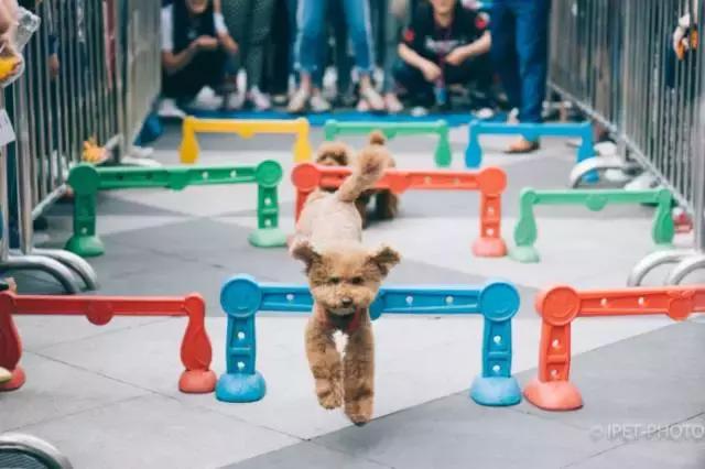 9月9日领养日，免费领养流浪动物，用爱代替伤害！