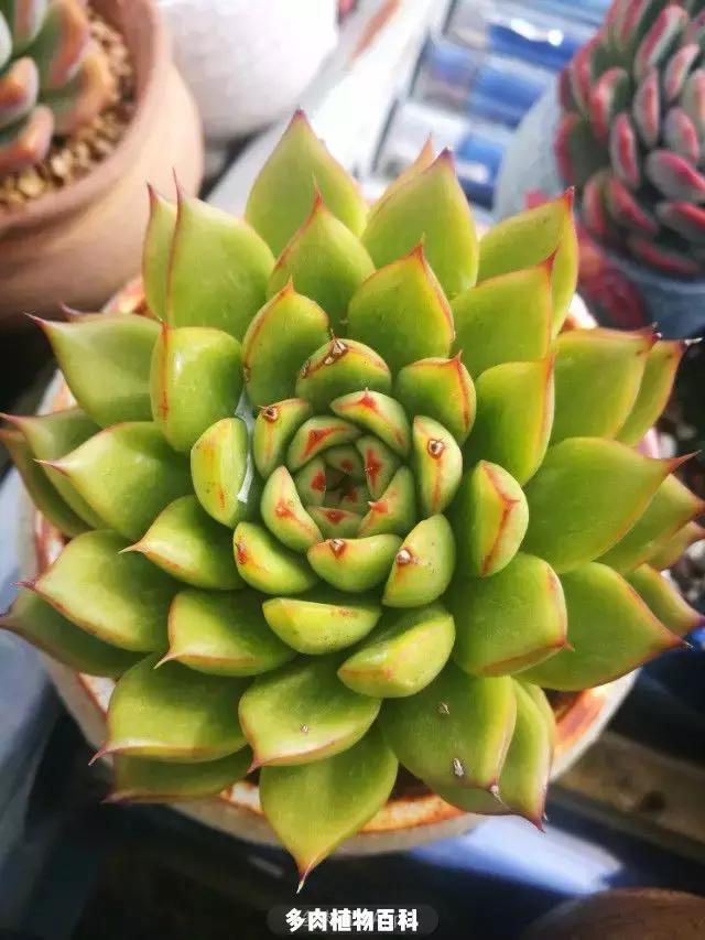 夕阳西下,养多肉的人没有在天涯,在家!