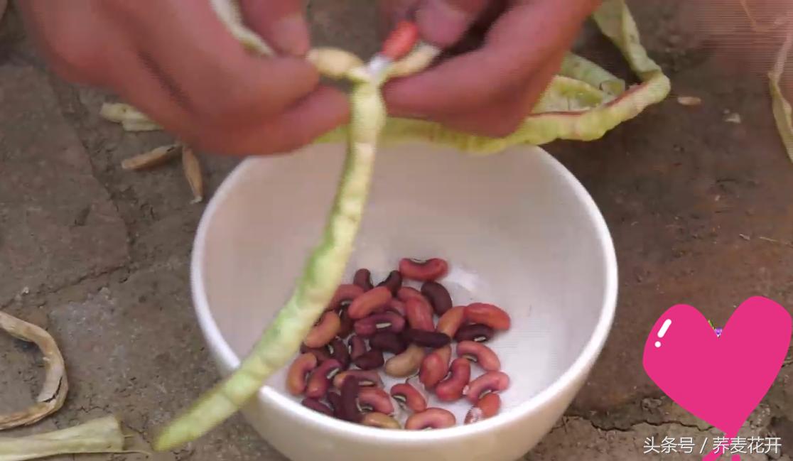 红豆的毒性有多大,红豆毒性是什么