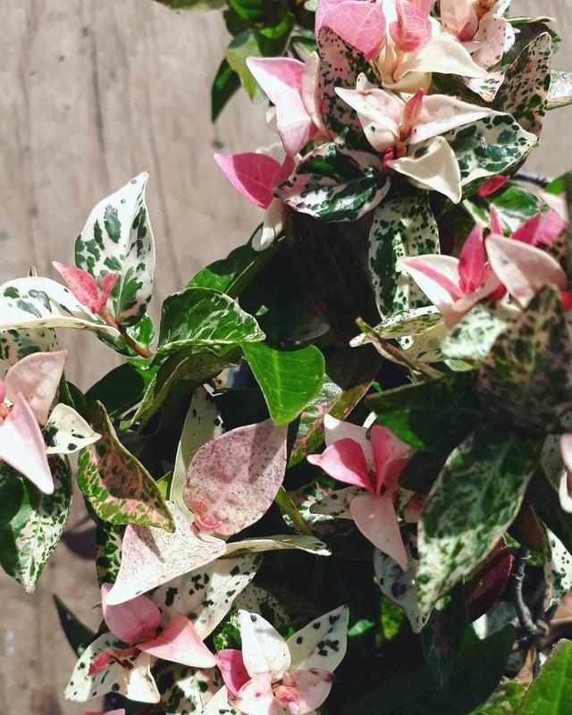 绿萝植物的特征介绍,绿萝观叶植物