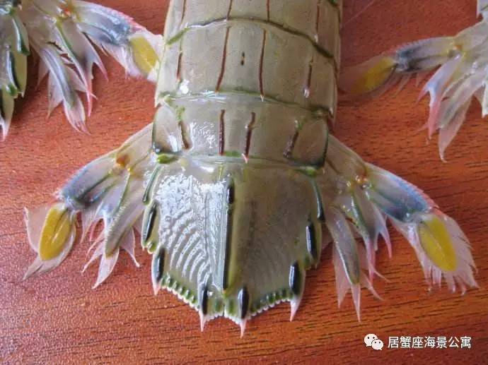 攻略|老渔民亲传“扒虾秘籍”,皮皮虾我们走!