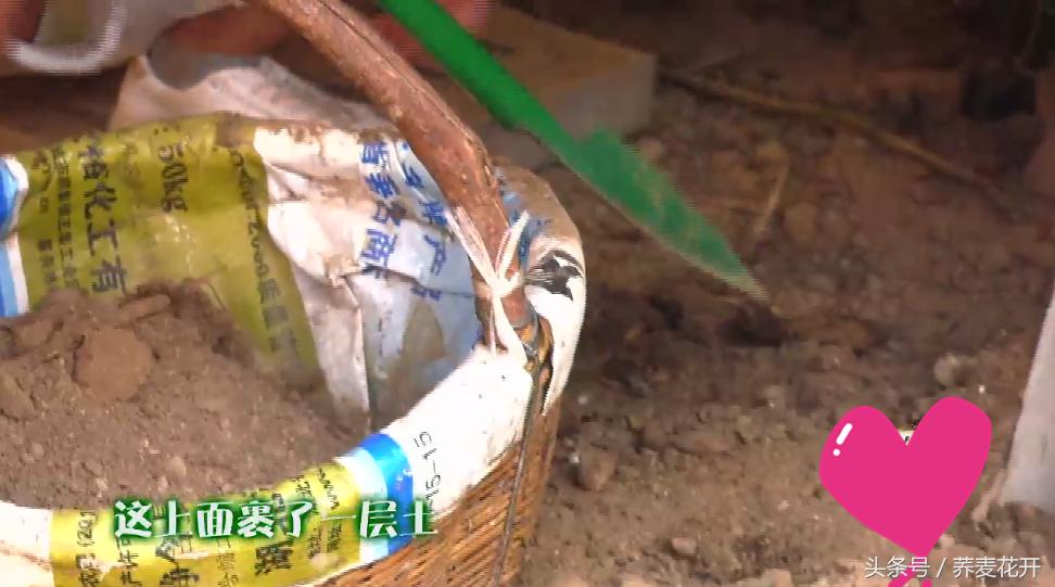 红豆的毒性有多大,红豆毒性是什么