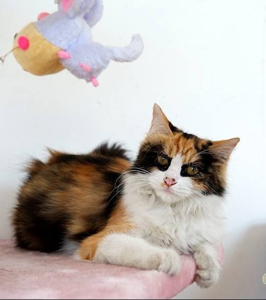 中国本土的猫都有哪些品种,战斗力最强的十种猫