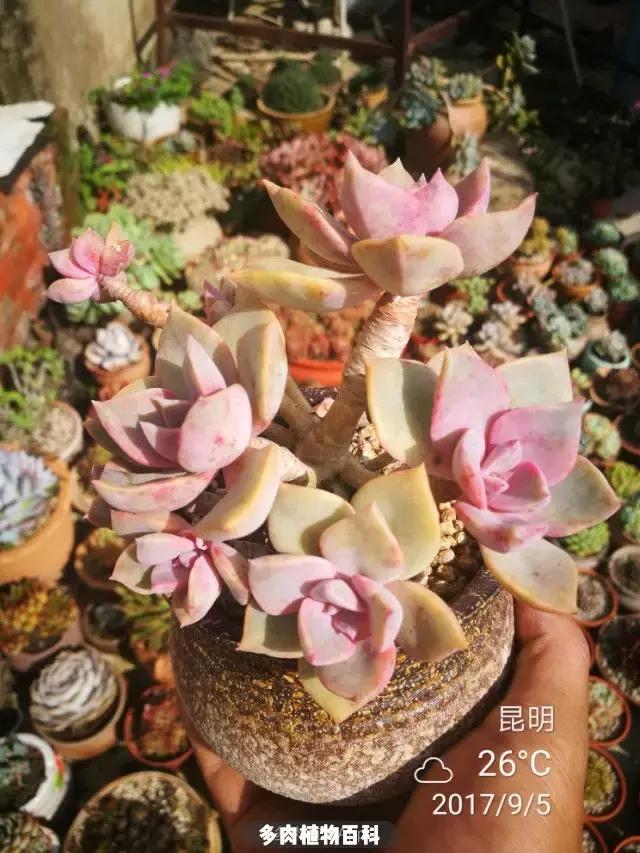 夕阳西下,养多肉的人没有在天涯,在家!