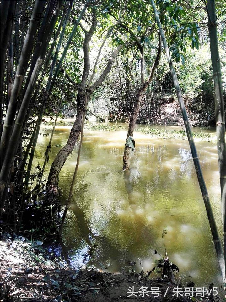 横县校椅镇马毕村茉莉庄园,广西横县茉莉庄园