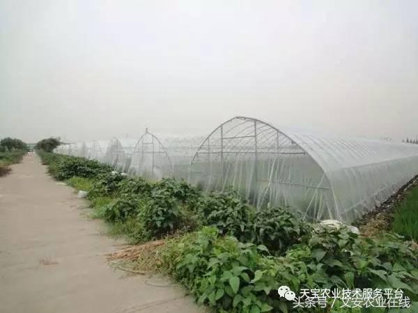 种植大棚防虫网选择,防虫网的选择方法