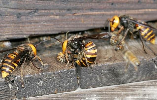 世界泰坦昆虫,可怕昆虫介绍