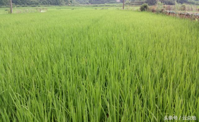 水稻黑茎根腐病怎么治疗,水稻黑根什么原因