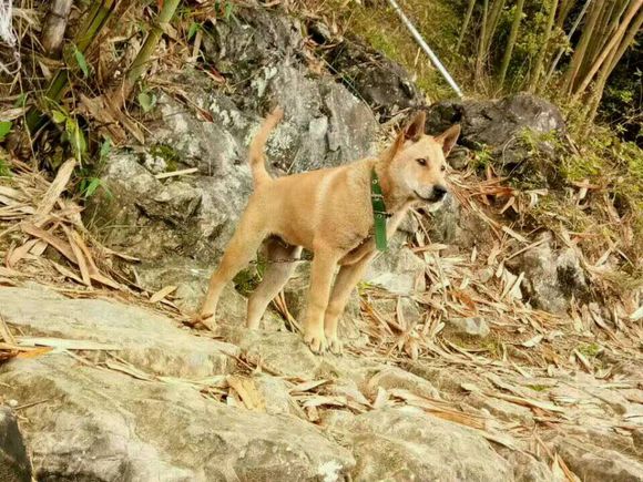 这些才是纯正的中国土狗，最优秀的品种，别觉得养土狗丢脸啦！