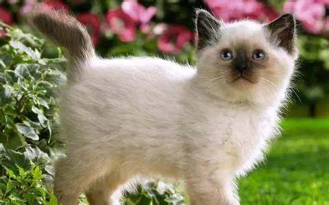 猫咪猫癣最快治愈方法,猫咪得了猫癣怎么才能治好它