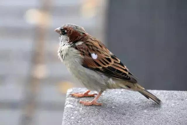 “一头走宇宙”！我的腾龙18-400mm德国摄影体验记