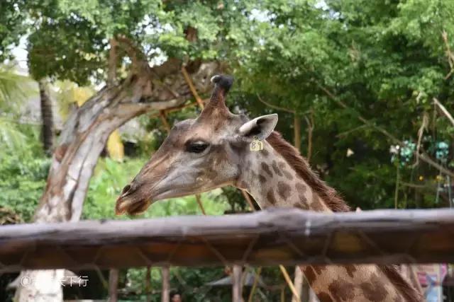 最美的女童海南,最美的小女生去游乐场玩