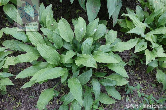 玉簪怎么养护,玉簪的养护方法