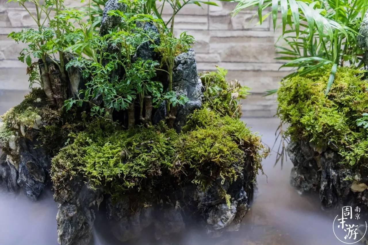 逛各种花鸟市场,南京花鸟鱼虫市场失火