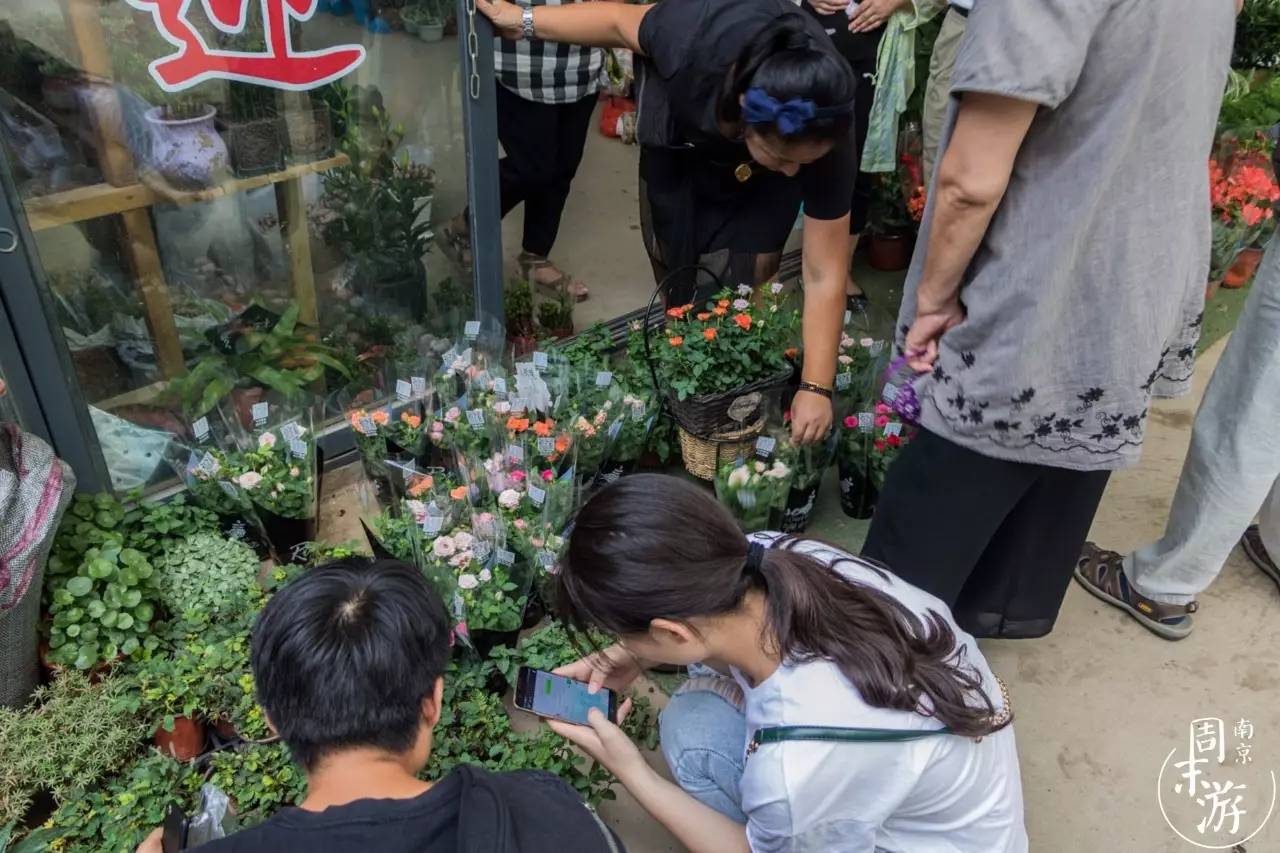 逛花鸟鱼虫市场的视频,南京花鸟鱼虫市场