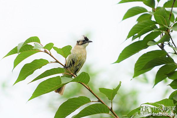 初入摄影应该必备哪些镜头,初入摄影该怎么选相机