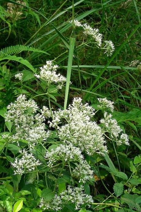 潮汕青草药书大全,潮汕青草药使用大全