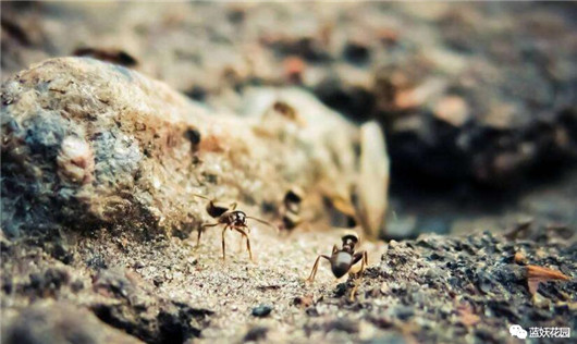 养花土里有蚂蚁怎么处理,养花的土里有蚂蚁怎么处理