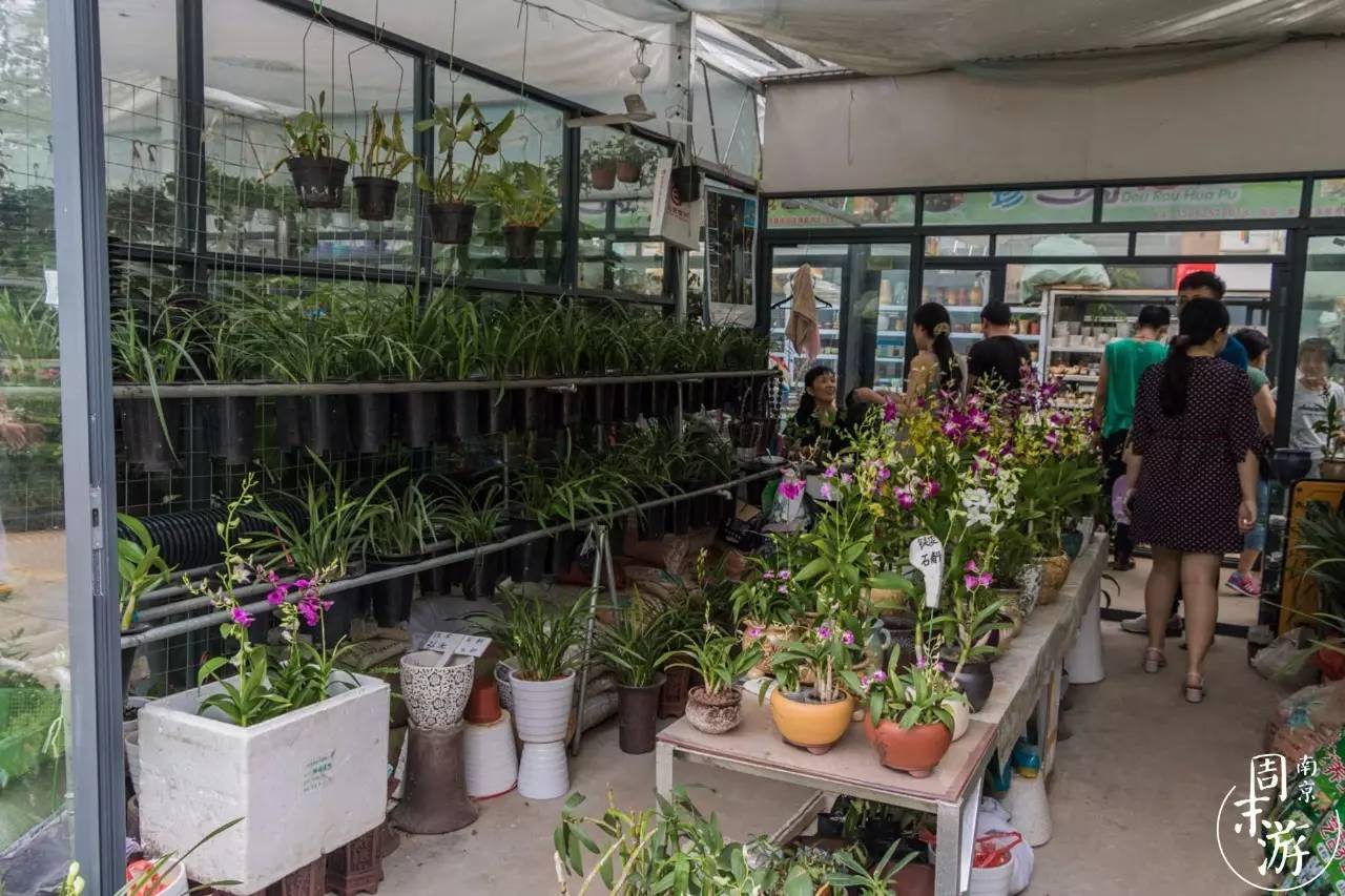 逛遍整个南京城,南京的花鸟市场在什么地方