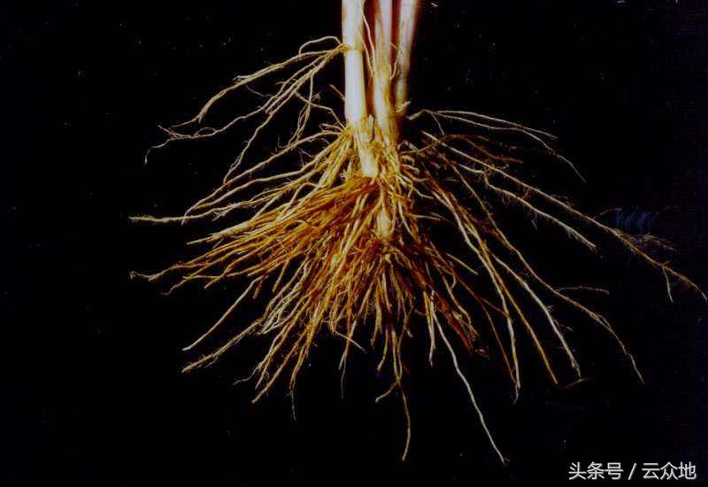 水稻秧苗黑条萎缩用什么药,水稻黑茎根腐病怎么治疗