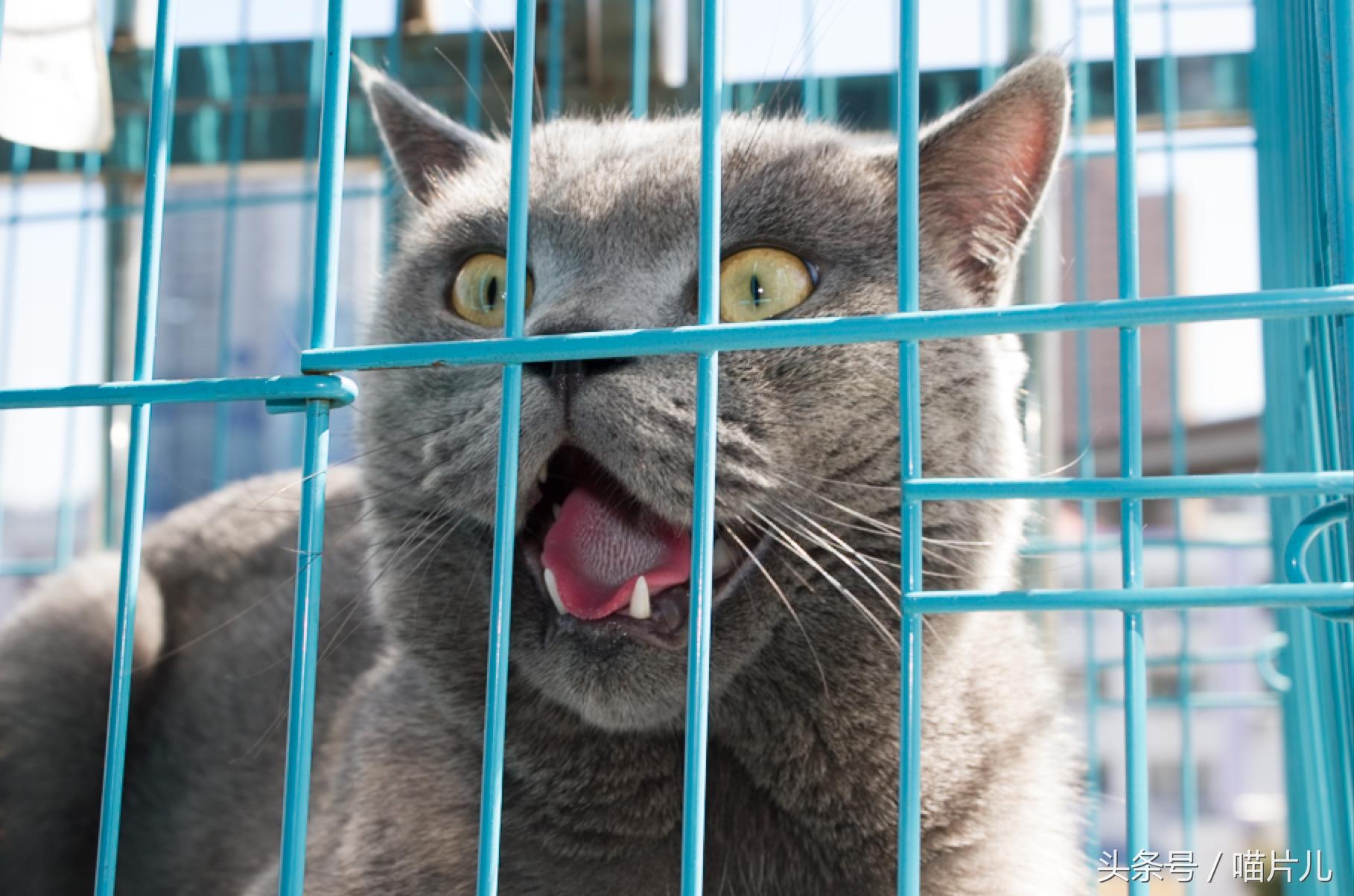 猫咪坐月子,猫咪坐月子要多长时间