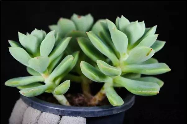 韩国多肉好卖吗,韩国奶酪多肉与国内区别