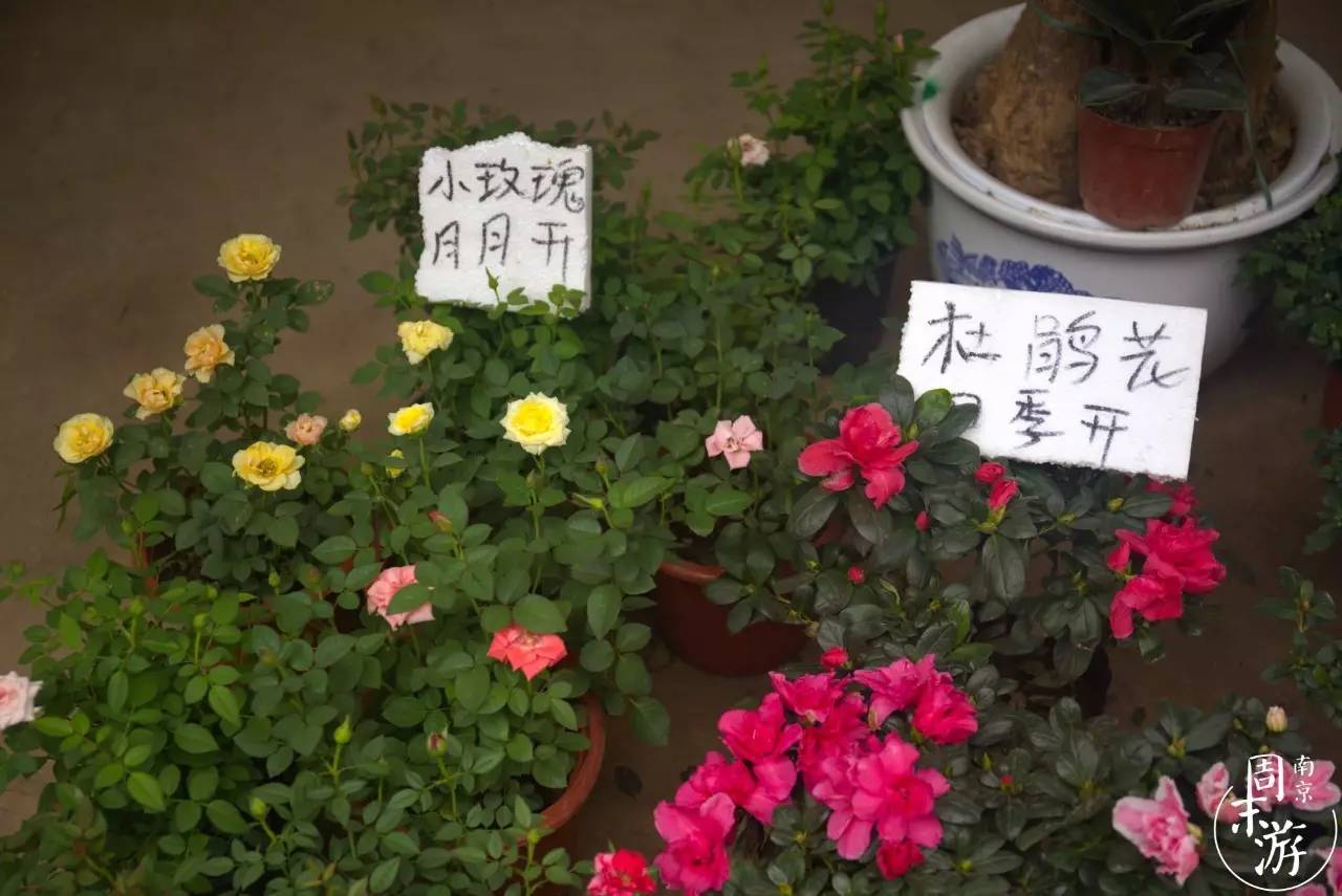 南京夫子庙花鸟鱼虫市场,南京花鸟鱼虫市场