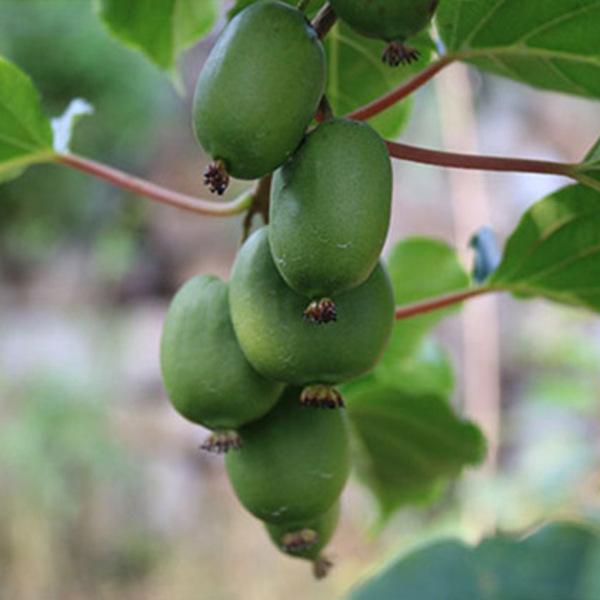 新西兰奇异果是几月的水果,新西兰奇异果大全