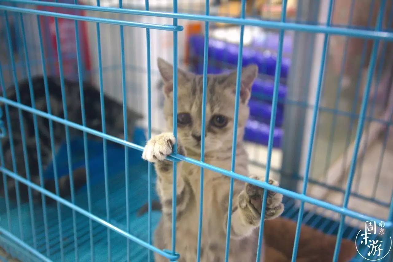 逛南京花卉市场视频,南京夫子庙花鸟鱼虫市场