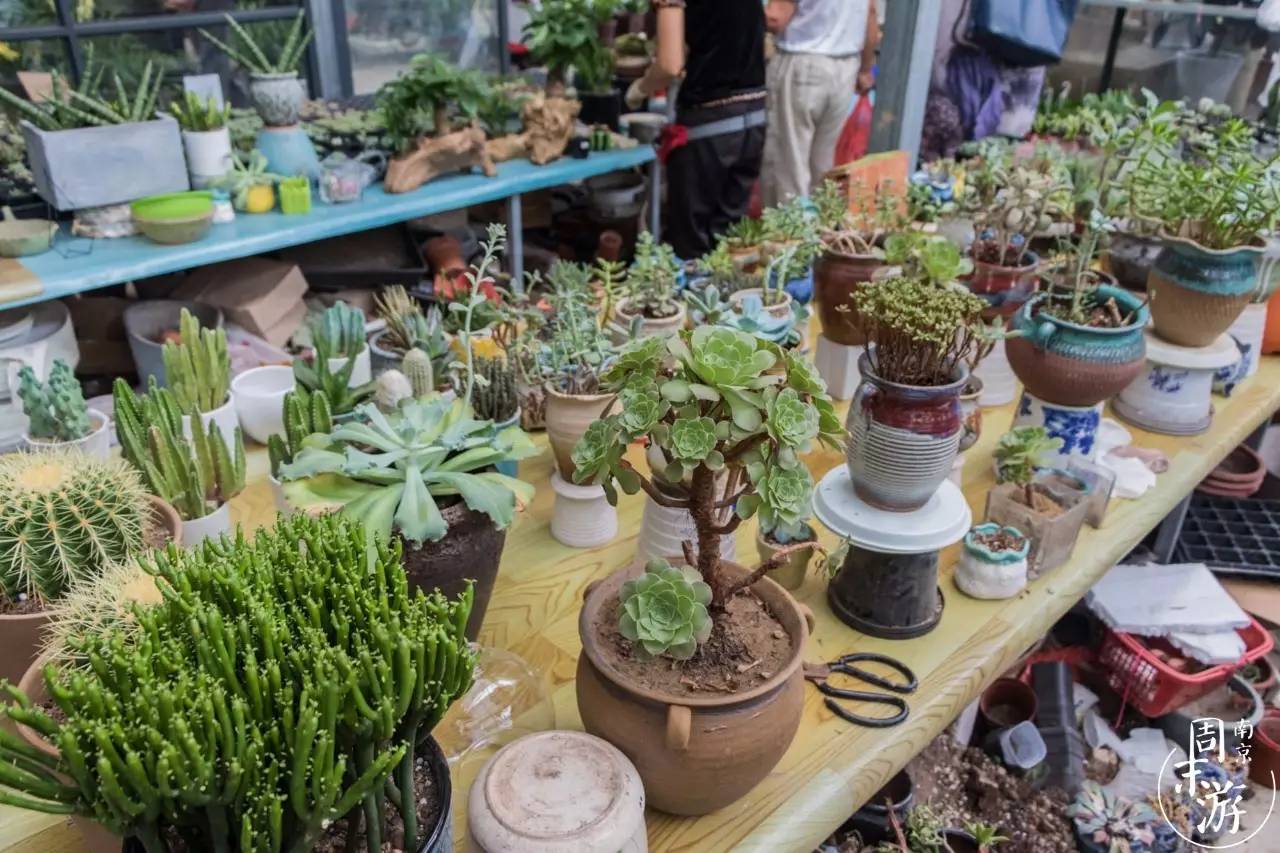 南京夫子庙花鸟鱼虫市场,南京花鸟鱼虫市场