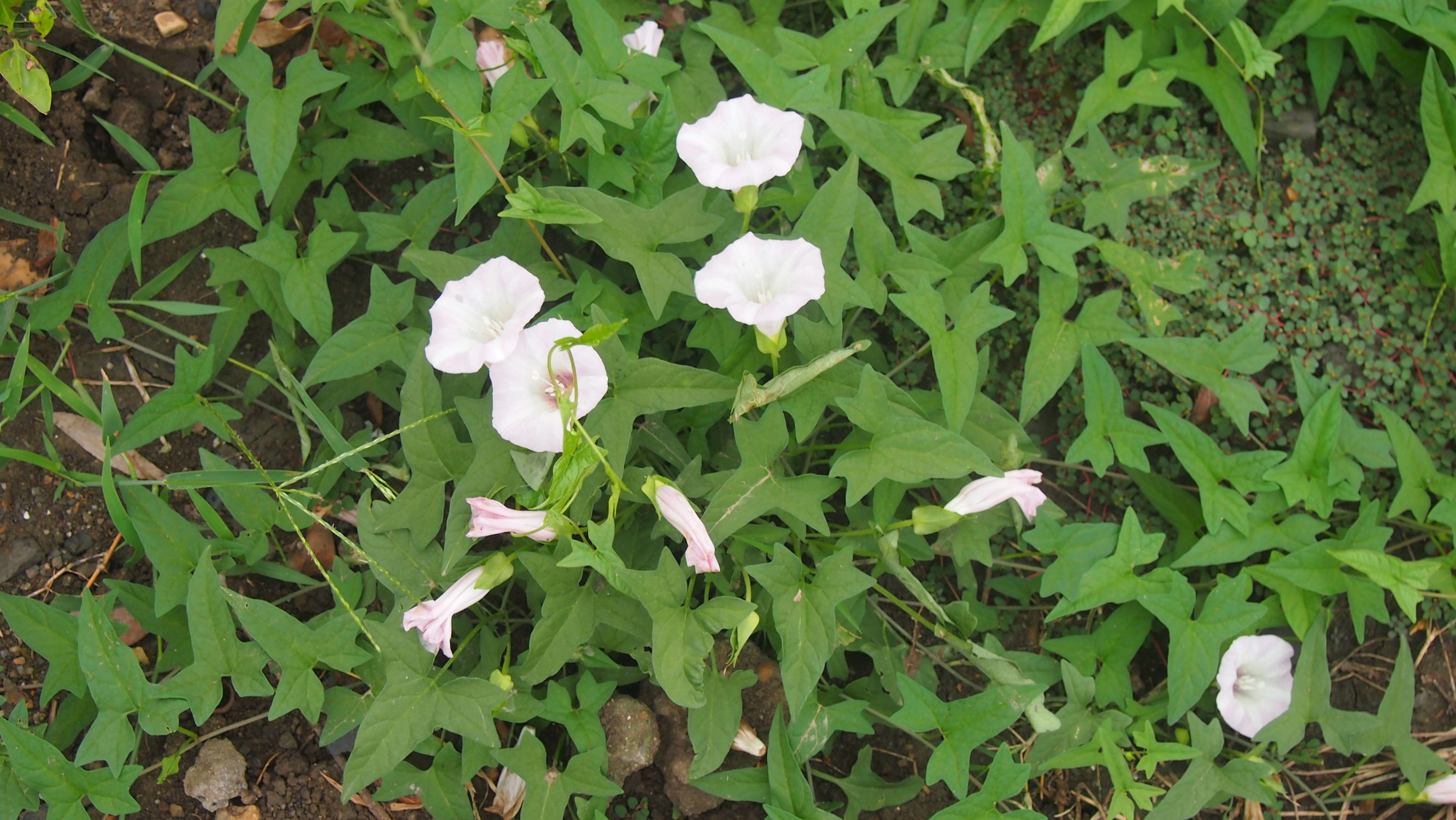 旋花：篱天剑斩妖除魔，大喇叭高奏凯歌