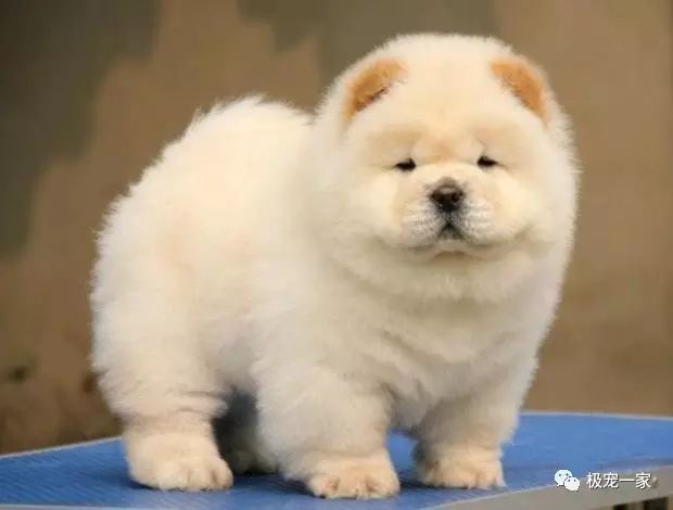 宠物交易骗局视频大全,宠物售卖骗局套路